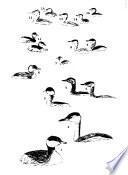 Aves