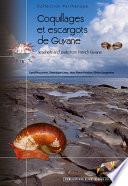 Coquillages et escargots de Guyane