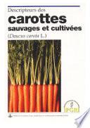 Descripteurs des carottes sauvages et cultivées (Daucus carota L.).