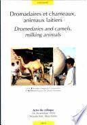 Dromadaires et chameaux, animaux laitiers