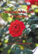 Du bouton de rose à l'éclosion