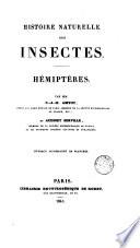 Hémipteres