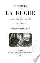 Histoire de la bûche