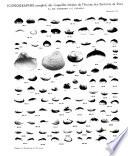 Icongraphie complète des coquilles fossiles de l'Éocène des environs de Paris