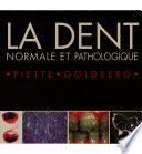 La dent normale et pathologique
