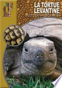 La tortue levantine