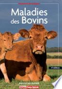 Maladies des Bovins