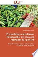 Phytophthora Nicotianae Responsable de Nécroses Racinaires Sur Piment