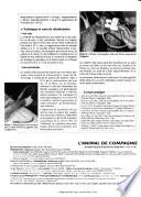 Pratique vét de l'animal de compagnie