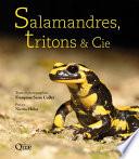 Salamandres, tritons & Cie